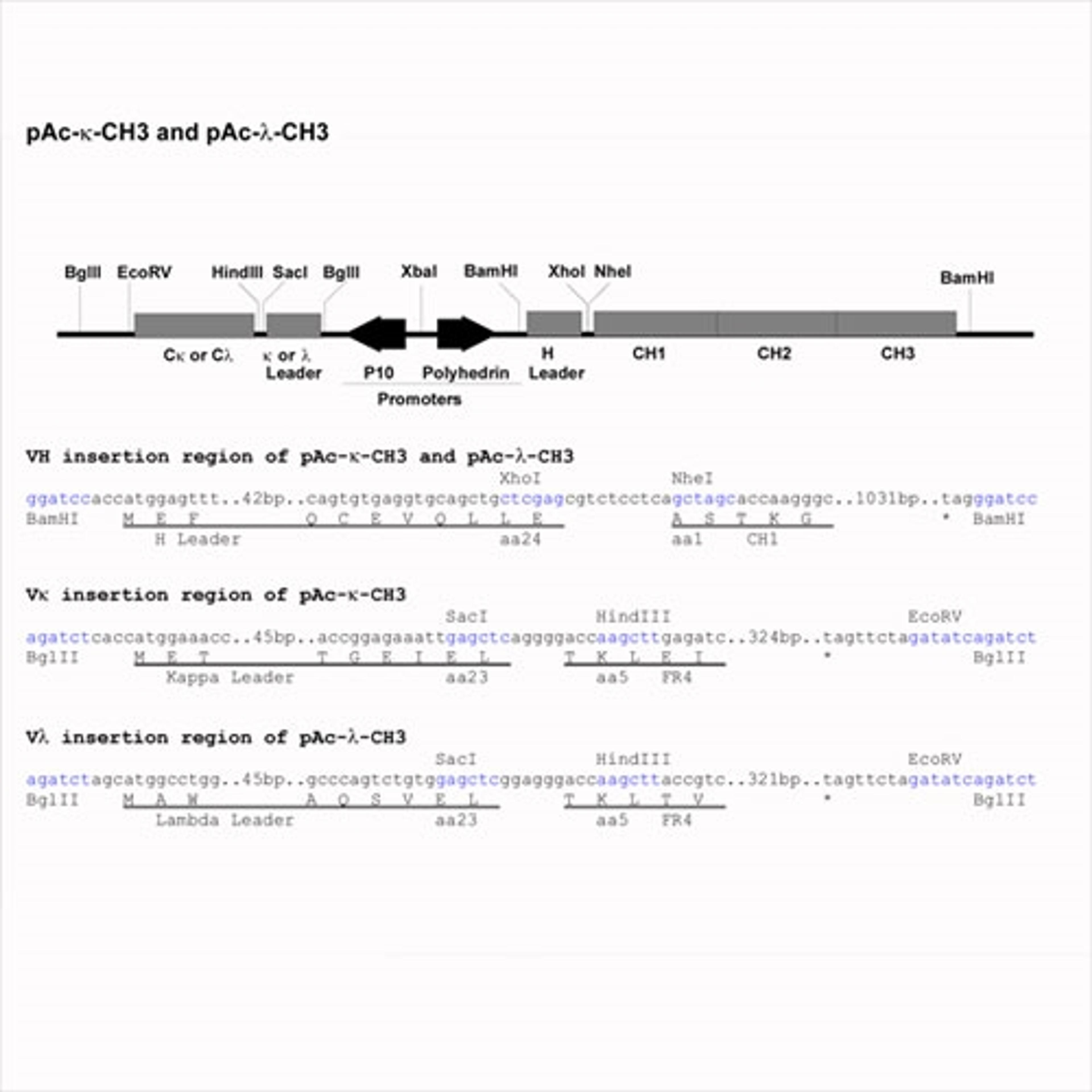 Baculo Expression Vector pAc-lambda-CH3 - PROGEN - Life Sciences