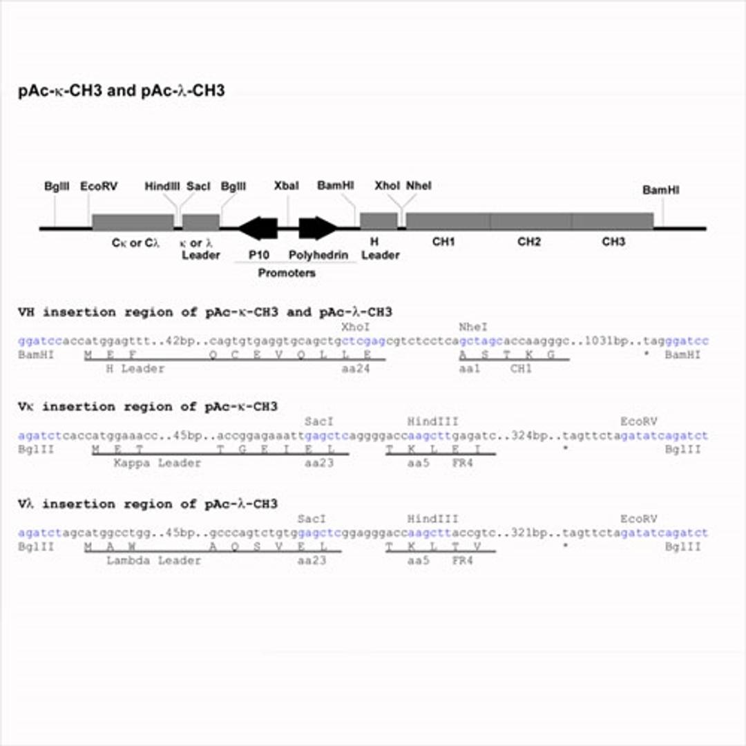 Baculo Expression Vector pAc-lambda-CH3 - PROGEN - Life Sciences