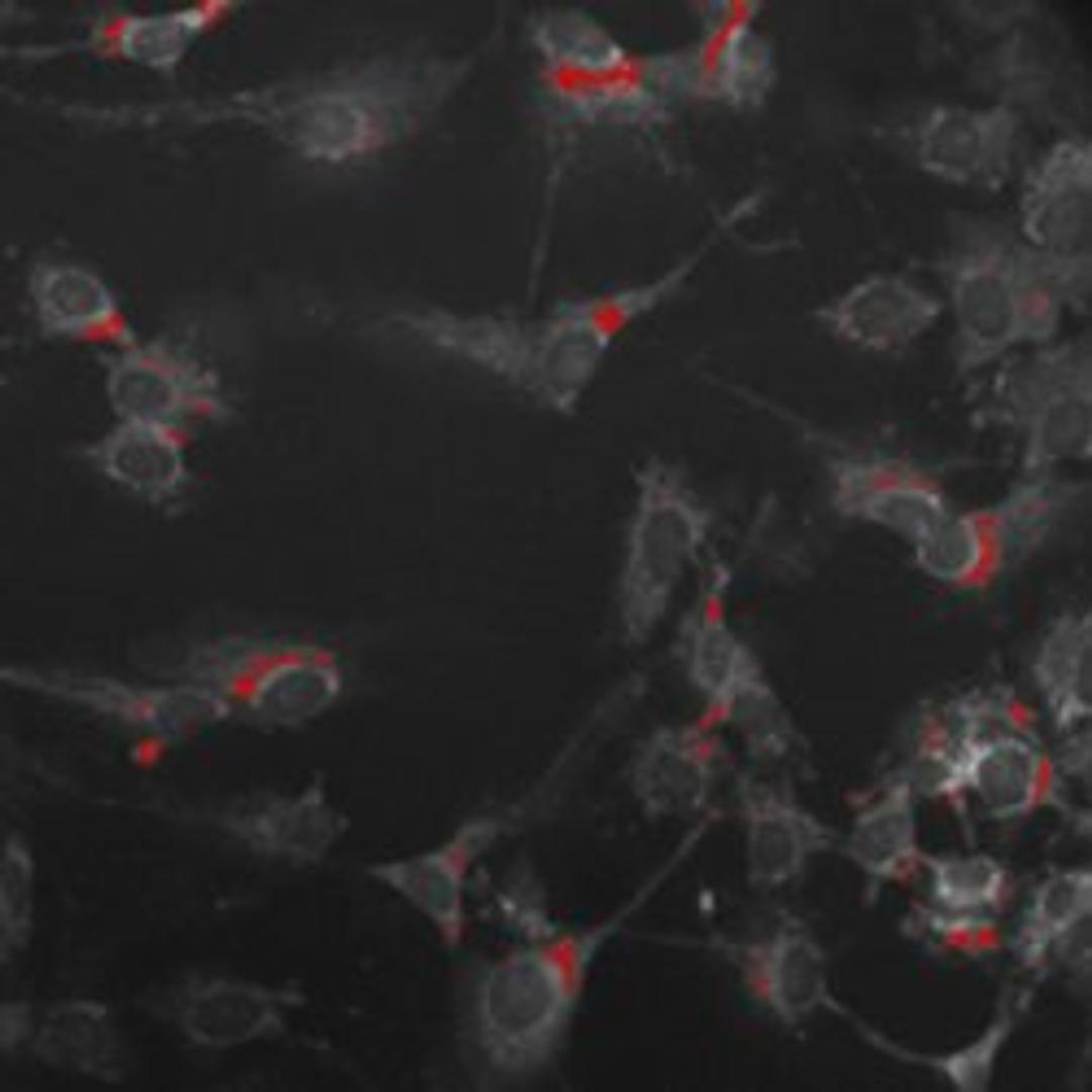 Cell Health Profiling V2 Image Analysis BioApplication for Apoptosis and Cytotoxicity - null - Life Sciences