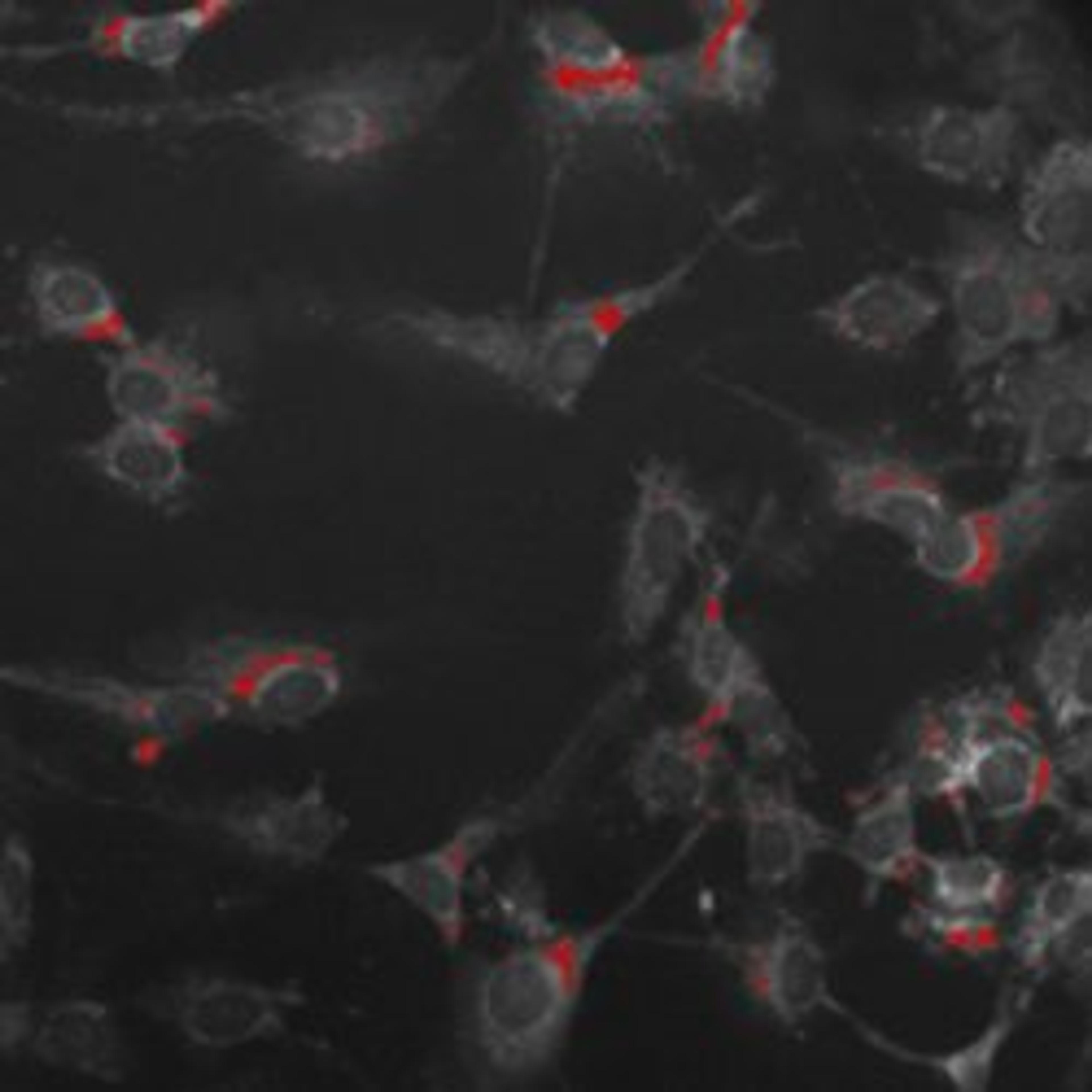 Cell Health Profiling V2 Image Analysis BioApplication for Apoptosis and Cytotoxicity - null - Life Sciences