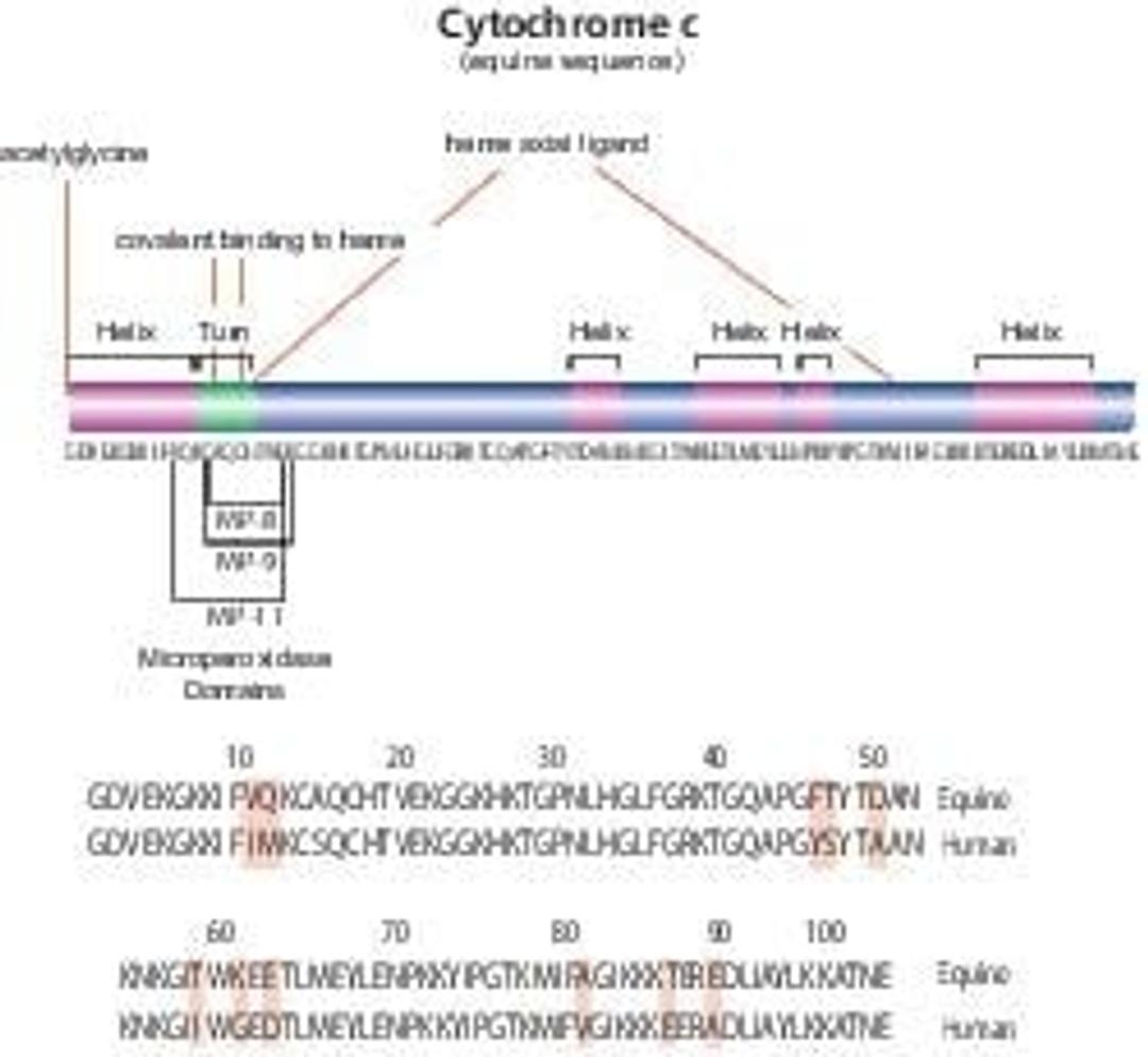 Cytochrome c from equine heart - Merck KGaA, Darmstadt, Germany - Life Sciences