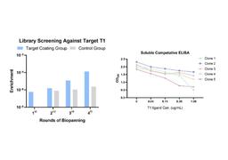 Phage Display CaVHHL-S2 Camel Synthetic Single Domain Antibody Library Screening Service