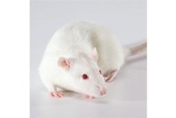 Disc1 Knockout Rat - SAGE Labs - Drug discovery > Pre-Clinical Development