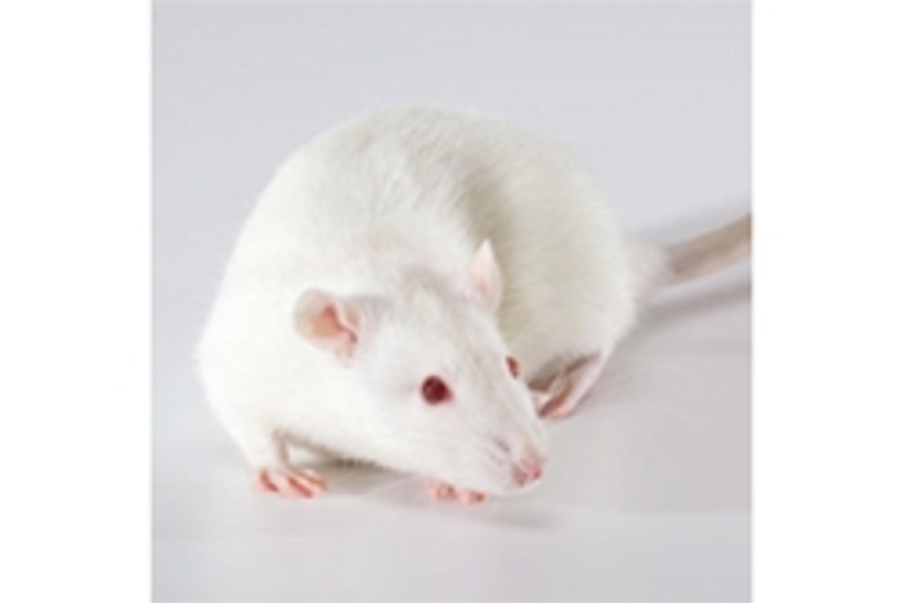 Disc1 Knockout Rat - SAGE Labs - Drug discovery > Pre-Clinical Development