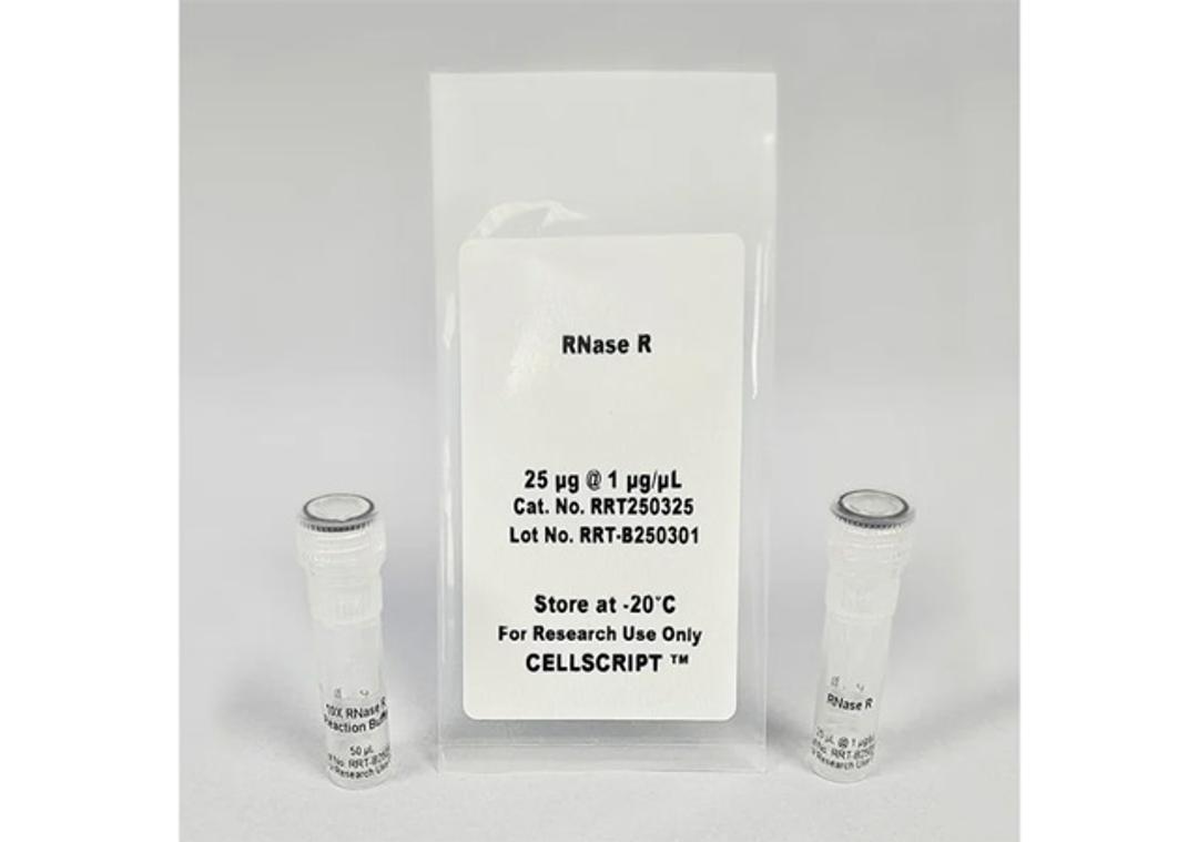 RNase R - CELLSCRIPT™ - Life Sciences