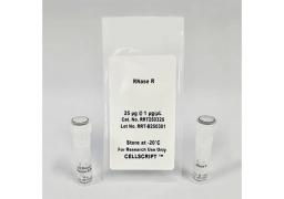 RNase R - CELLSCRIPT™ - Life Sciences