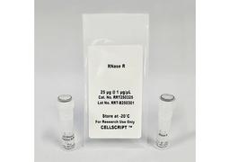 RNase R - CELLSCRIPT™ - Life Sciences