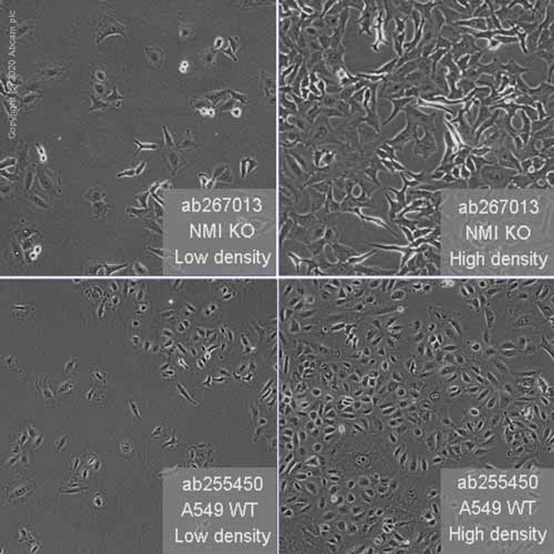 Human NMI (N myc interactor/NMI) knockout A549 cell line - Abcam plc - Life Sciences