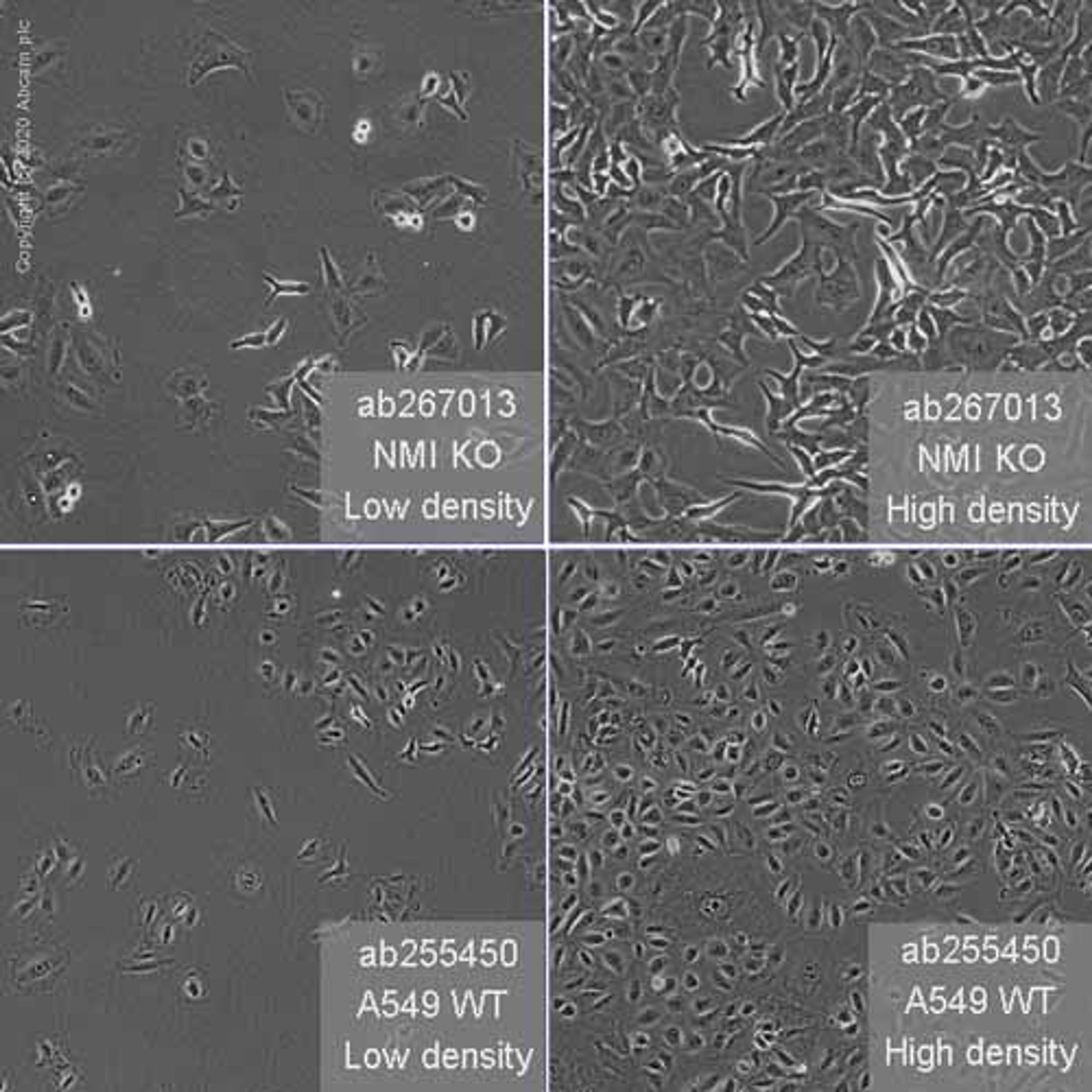 Human NMI (N myc interactor/NMI) knockout A549 cell line - Abcam plc - Life Sciences