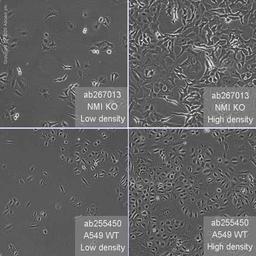 Human NMI (N myc interactor/NMI) knockout A549 cell line - Abcam plc - Life Sciences