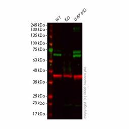 Human KLC1 knockout HeLa cell line - Abcam plc - Life Sciences