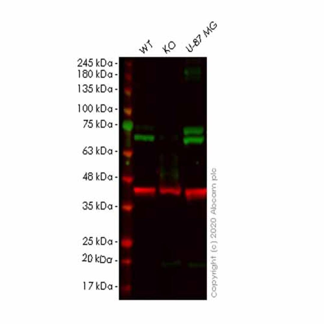 Human KLC1 knockout HeLa cell line - Abcam plc - Life Sciences