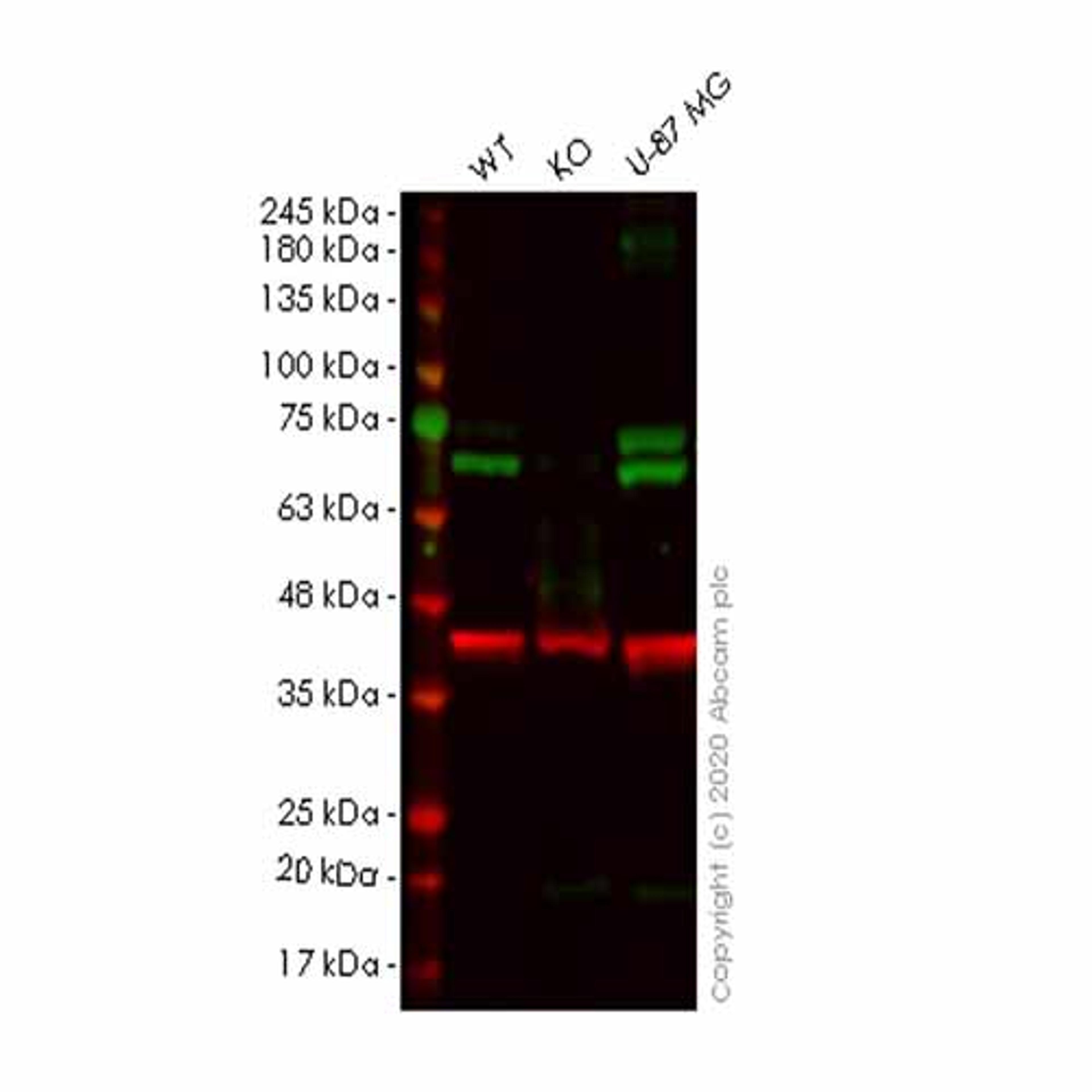 Human KLC1 knockout HeLa cell line - Abcam plc - Life Sciences