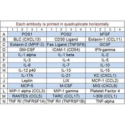Mouse Cytokine Array Q5 - RayBiotech Inc. - Life Sciences