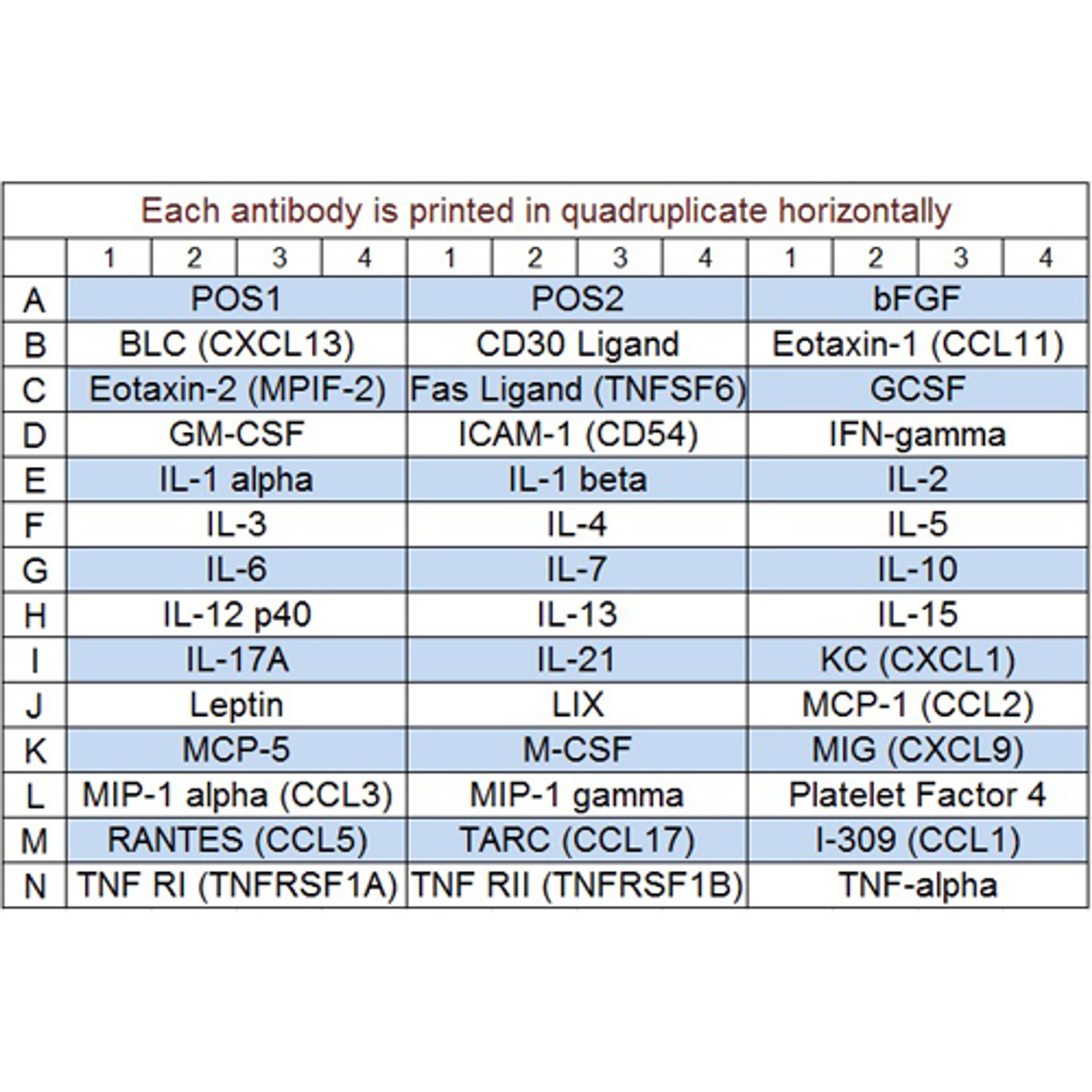 Mouse Cytokine Array Q5 - RayBiotech Inc. - Life Sciences