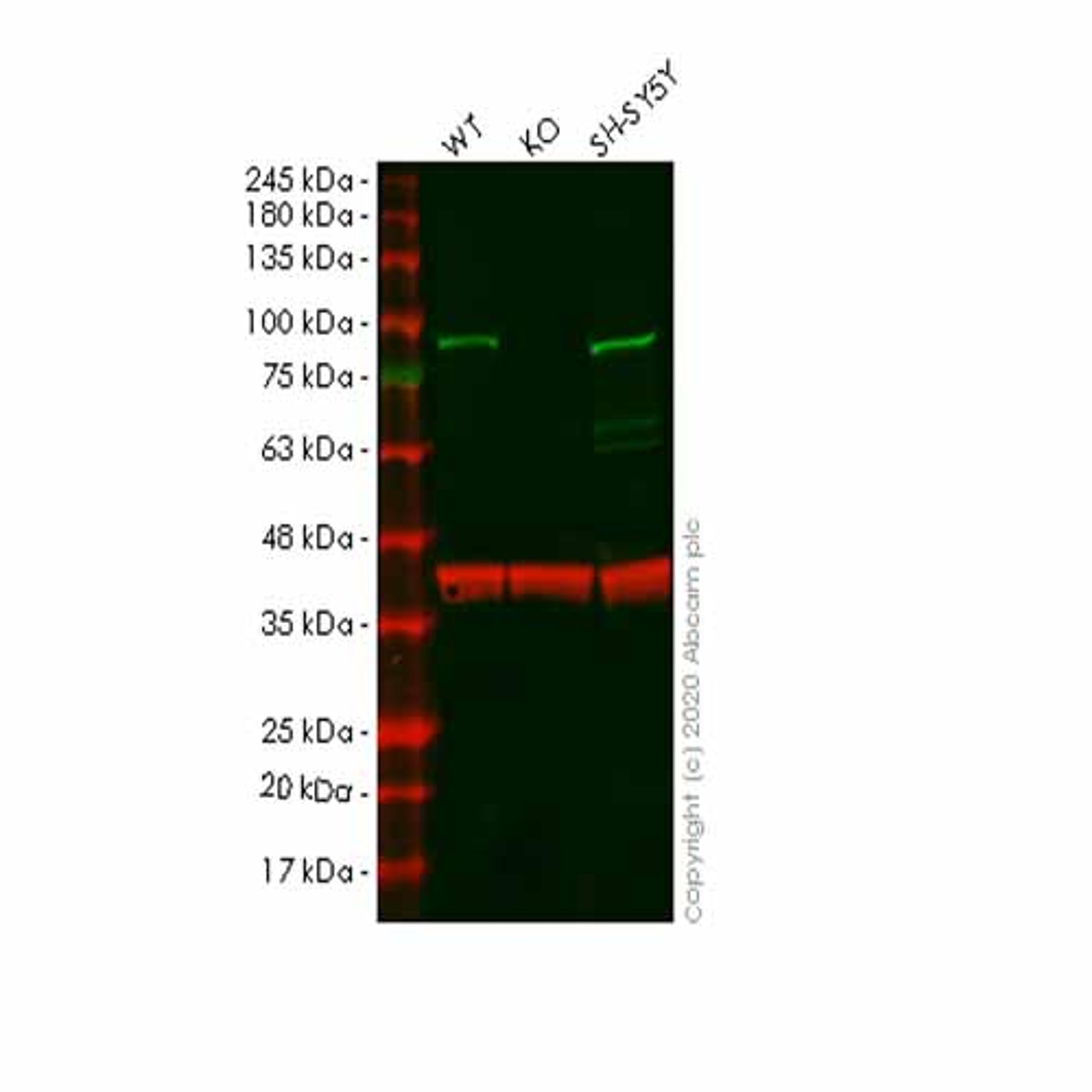 Human SMURF2 knockout HeLa cell line - Abcam plc - Life Sciences