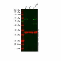 Human SMURF2 knockout HeLa cell line - Abcam plc - Life Sciences