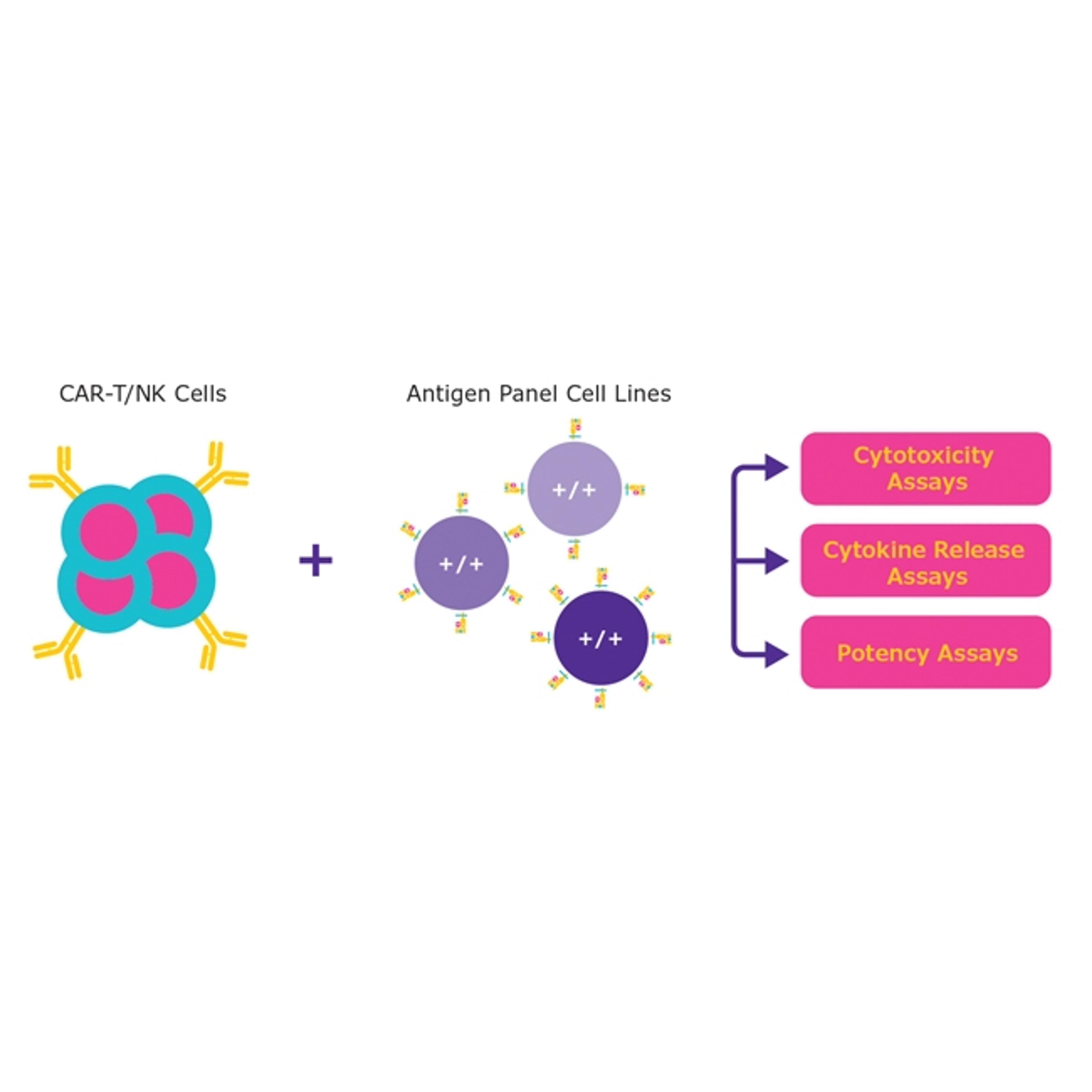Immuno-Oncology Cell lines by Sigma-Aldrich® - Merck - Life Sciences