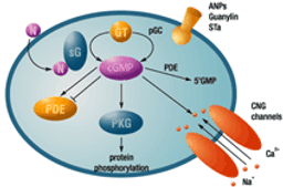 cGMP Assay - Cisbio Bioassays - Drug discovery > Lead Discovery