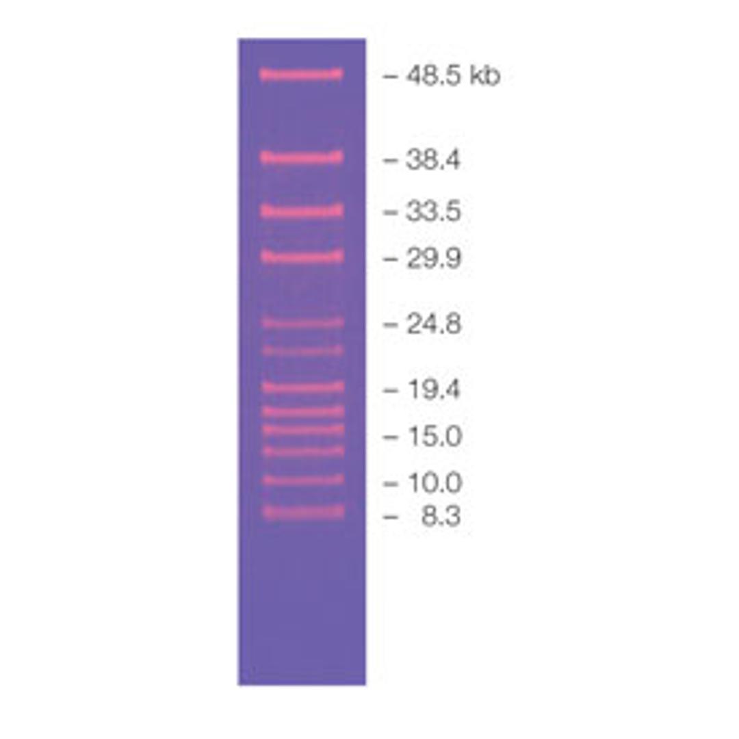 CHEF DNA Size Standard #1703707 - Bio-Rad - Life Sciences