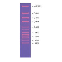 CHEF DNA Size Standard #1703707 - Bio-Rad - Life Sciences