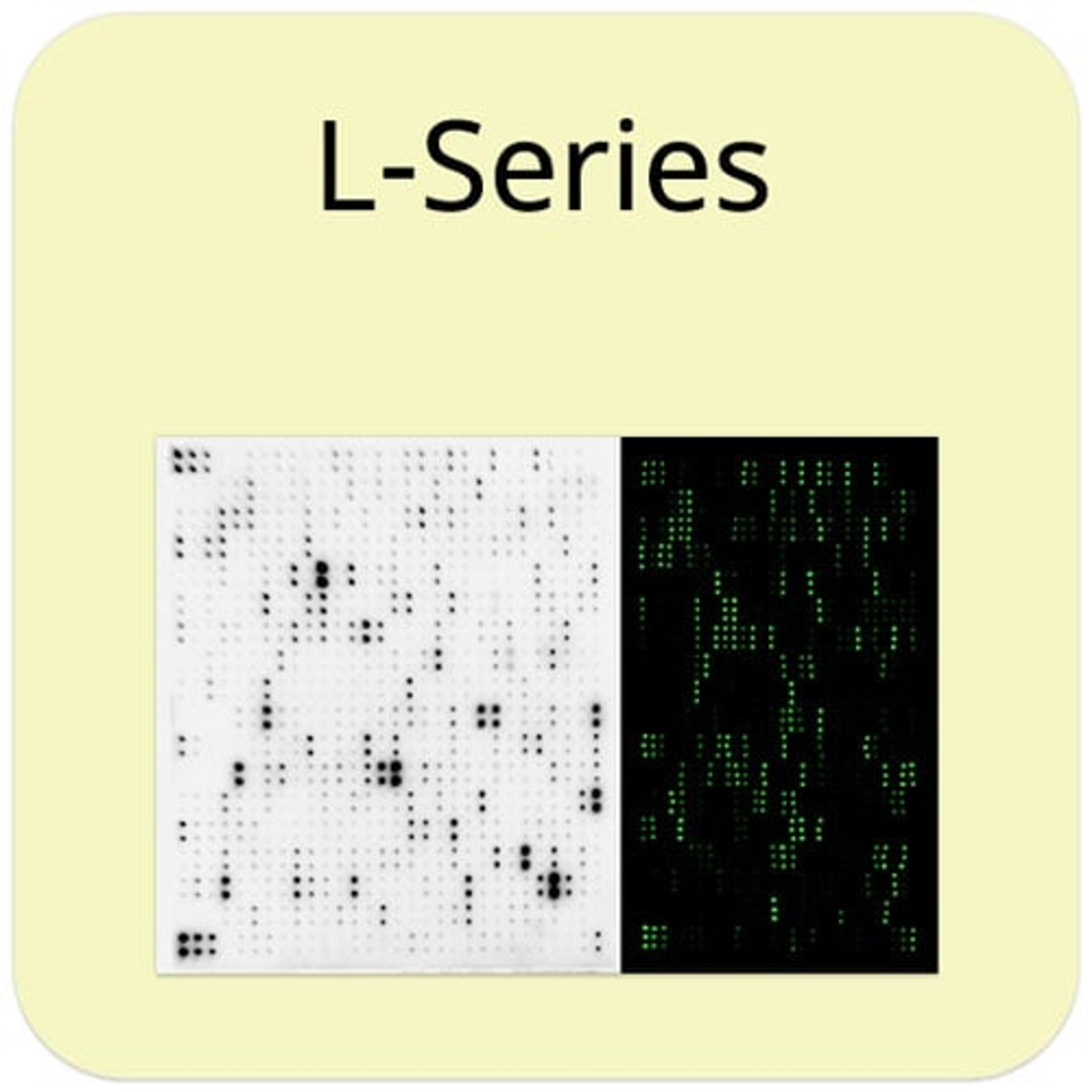 Human L8000 Array, Glass Slide - RayBiotech Inc. - Life Sciences