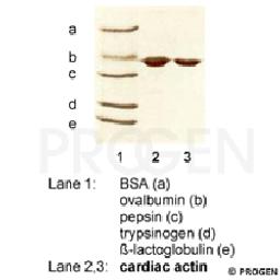 Cardiac Actin, bovine, 100 µg - PROGEN