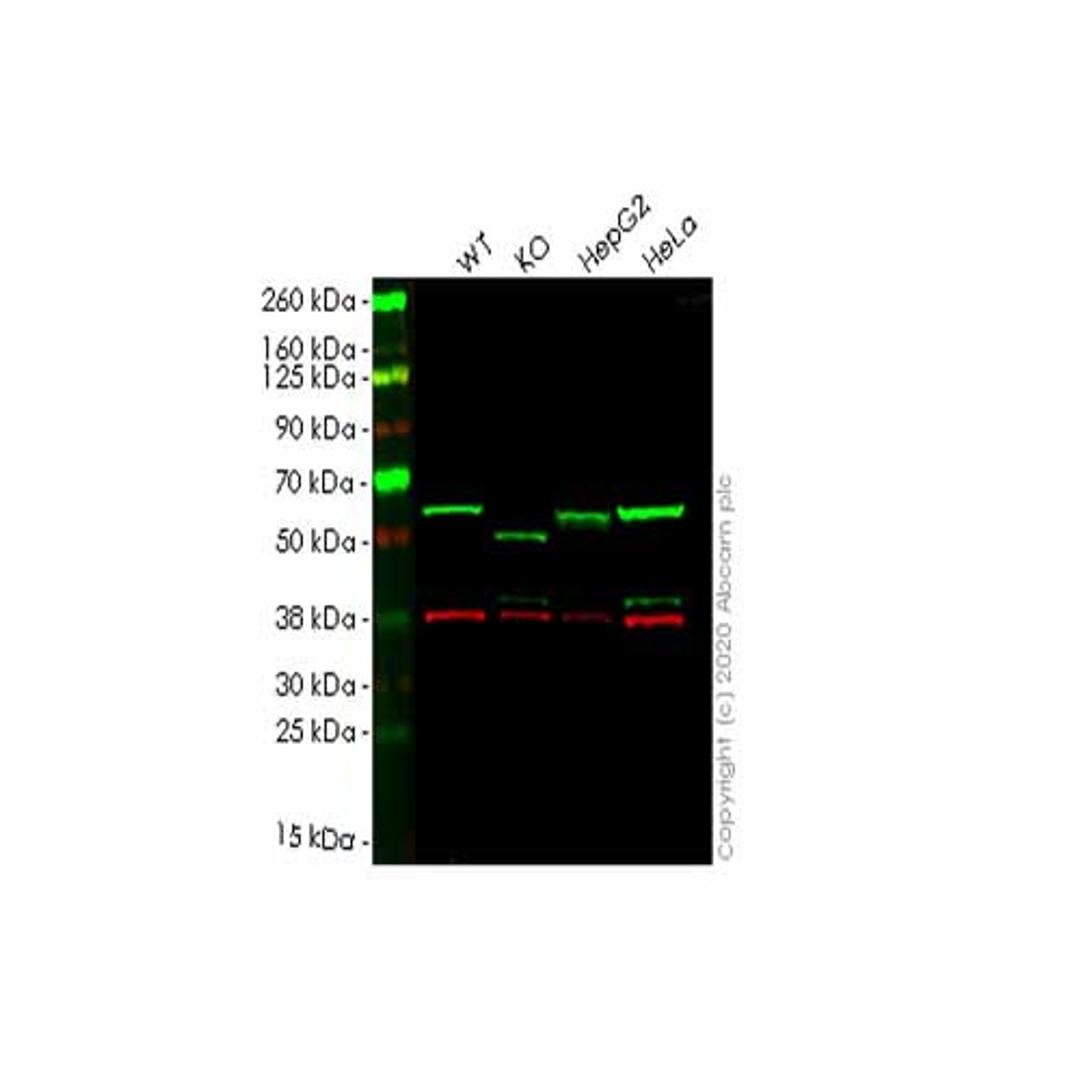 Human SQSTM1 (p62) knockout HCT116 cell line - Abcam plc - Life Sciences