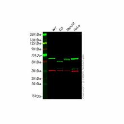 Human SQSTM1 (p62) knockout HCT116 cell line - Abcam plc - Life Sciences
