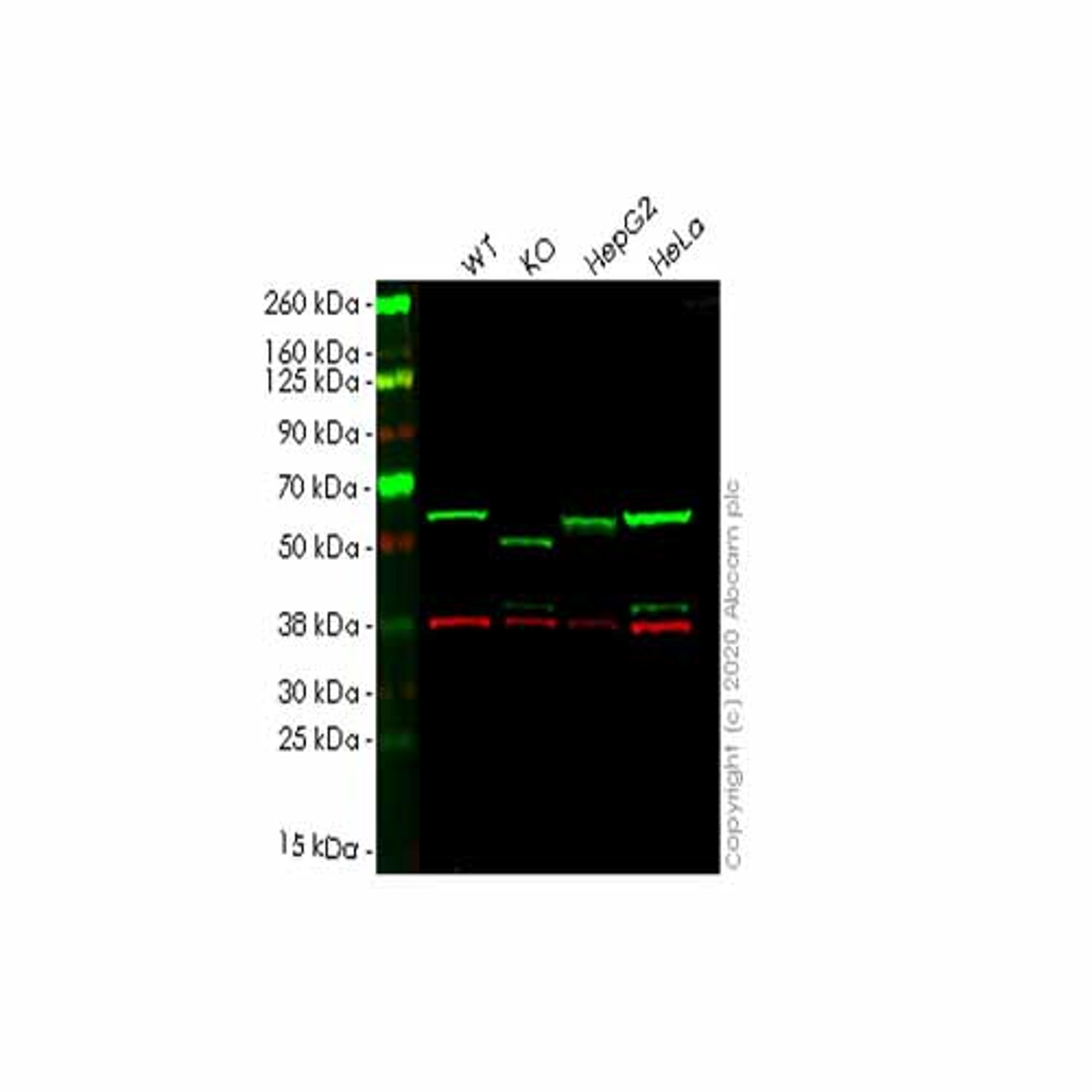 Human SQSTM1 (p62) knockout HCT116 cell line - Abcam plc - Life Sciences