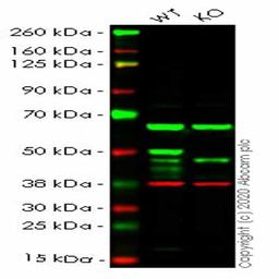 Human IKBKG (IKK gamma/NEMO) knockout HEK293T cell line - Abcam plc - Life Sciences