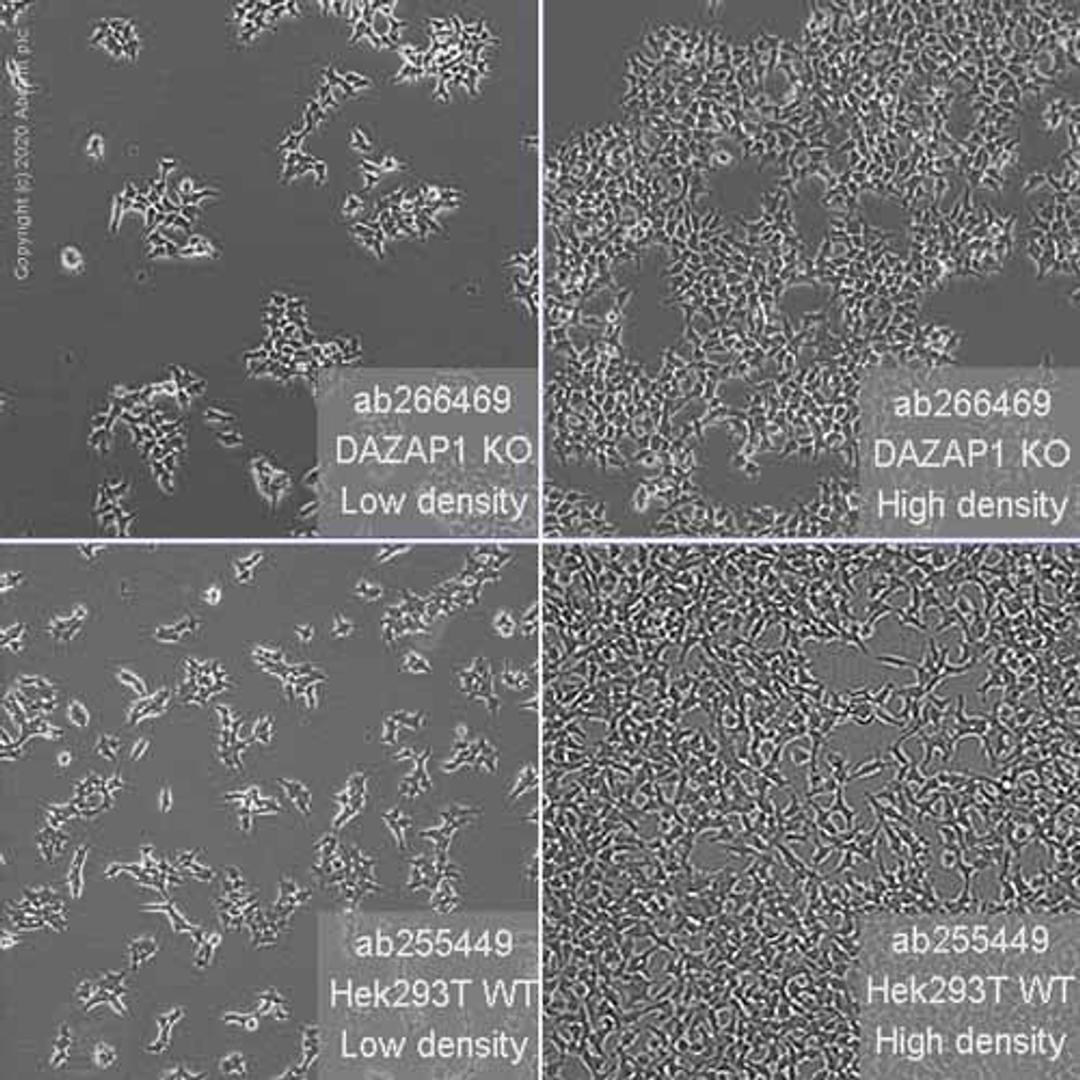 Human DAZAP1 knockout HEK293T cell line - Abcam plc - Life Sciences
