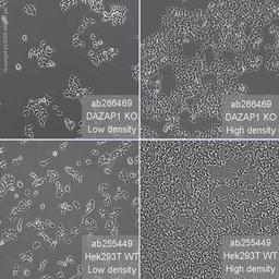 Human DAZAP1 knockout HEK293T cell line - Abcam plc - Life Sciences