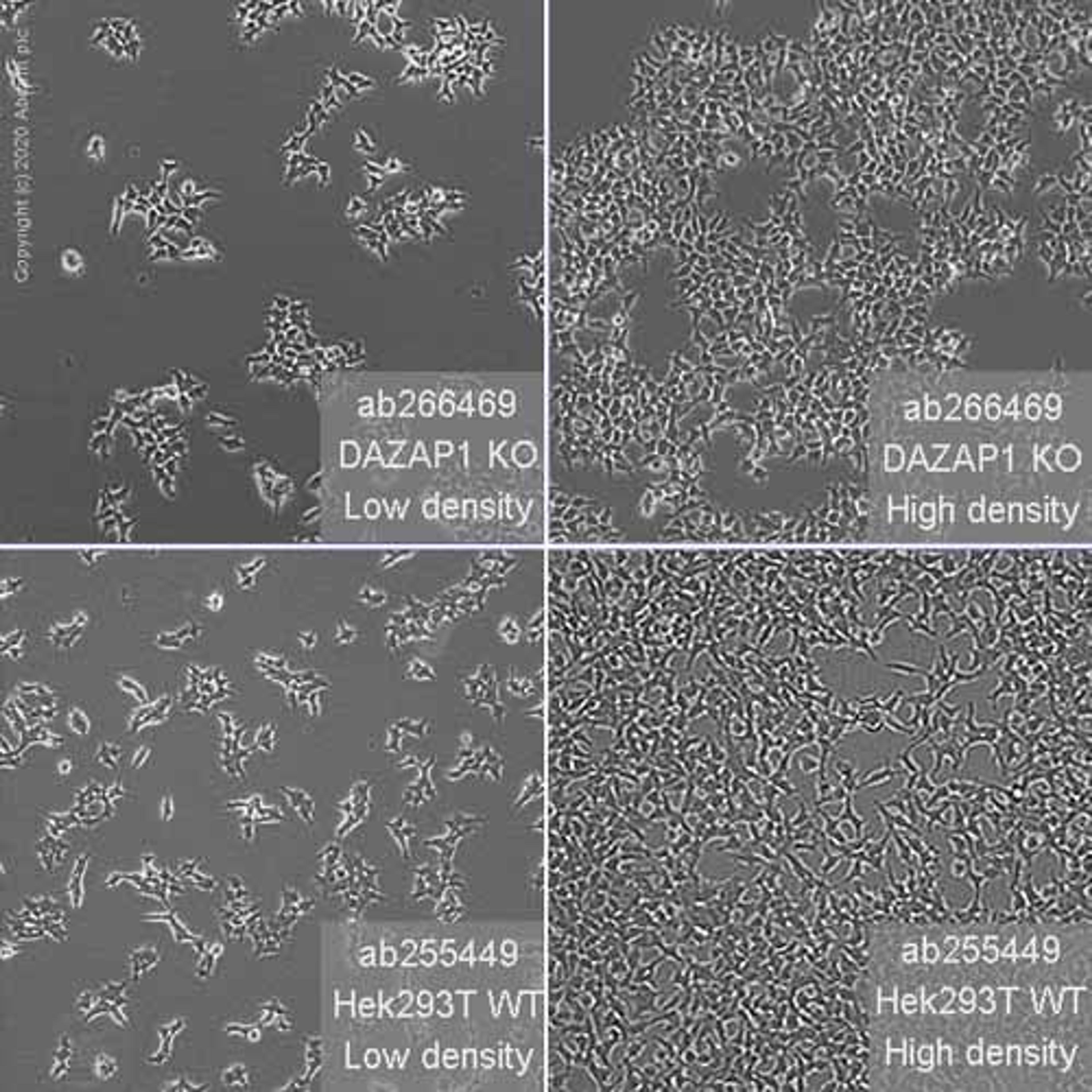 Human DAZAP1 knockout HEK293T cell line - Abcam plc - Life Sciences