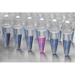 COVID-19 Rapid Isothermal PCR Kit - RayBiotech Inc.
