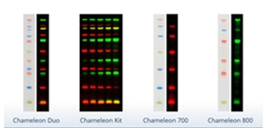 Chameleon NIR Pre-stained Protein Ladders - LICORbio - Life Sciences