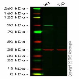 Human PIK3R1 (PI 3 Kinase p85 alpha) knockout HeLa cell line - Abcam plc - Life Sciences