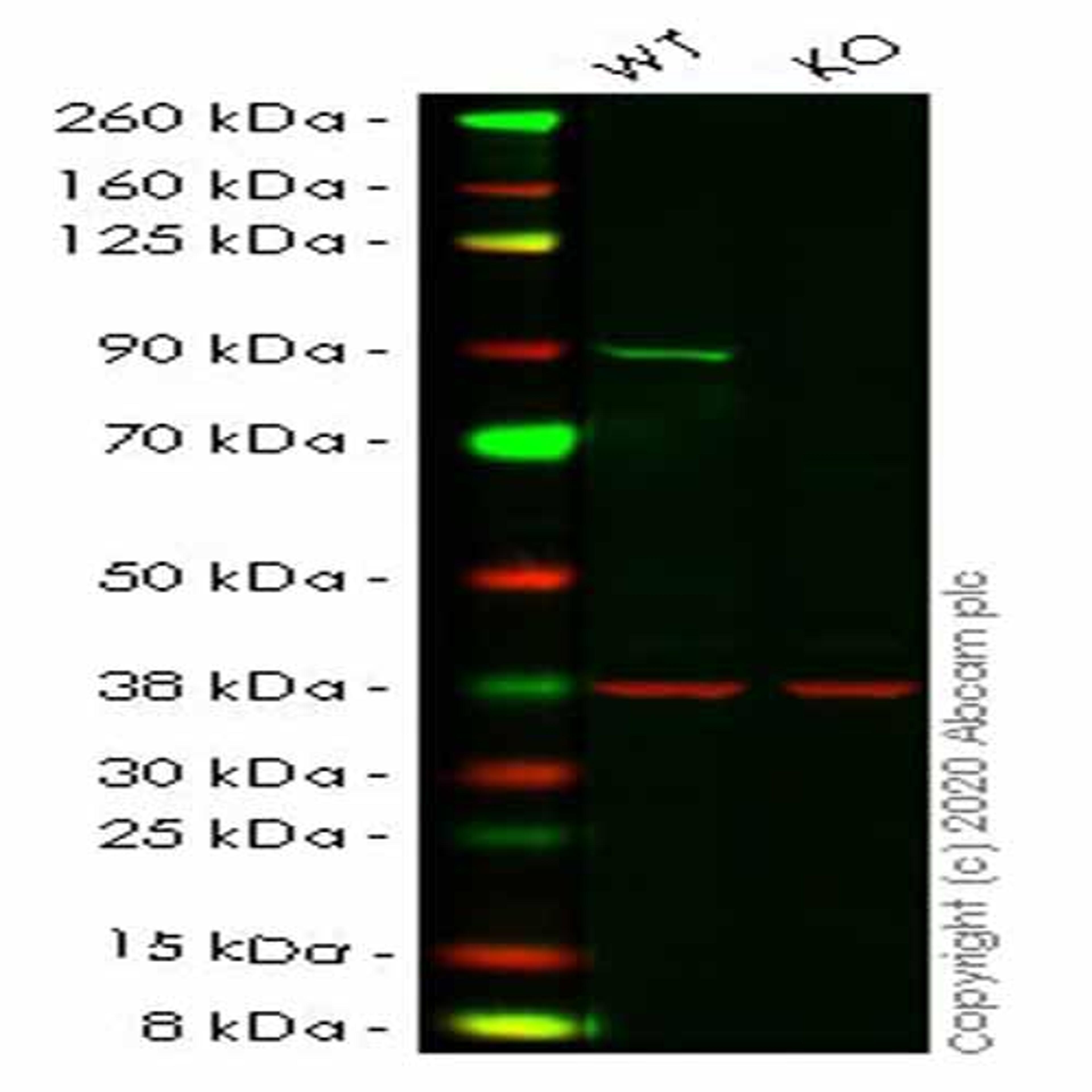 Human PIK3R1 (PI 3 Kinase p85 alpha) knockout HeLa cell line - Abcam plc - Life Sciences