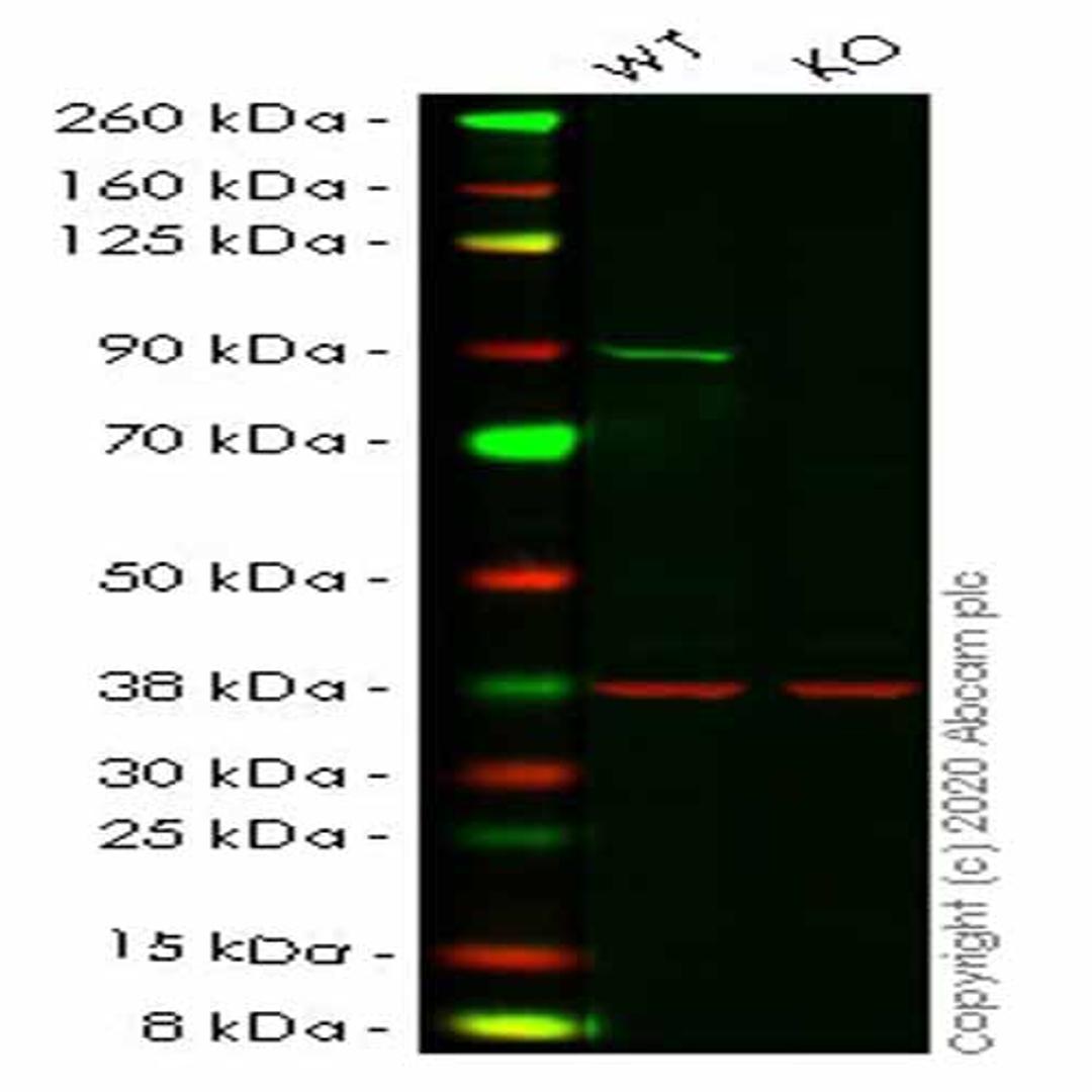 Human PIK3R1 (PI 3 Kinase p85 alpha) knockout HeLa cell line - Abcam plc - Life Sciences