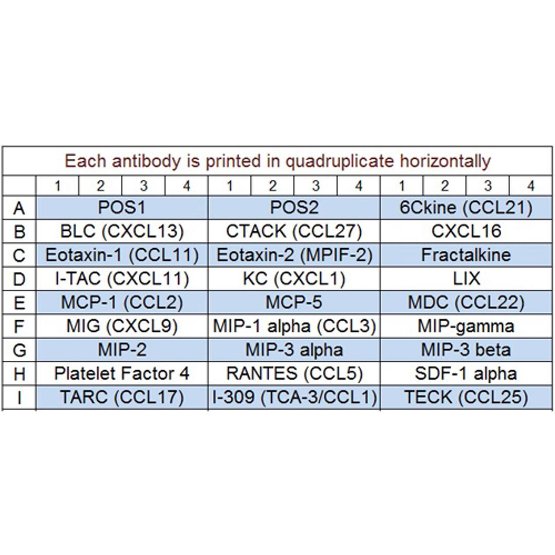 Mouse Chemokine Array Q1 - RayBiotech Inc. - Life Sciences