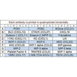 Mouse Chemokine Array Q1 - RayBiotech Inc. - Life Sciences
