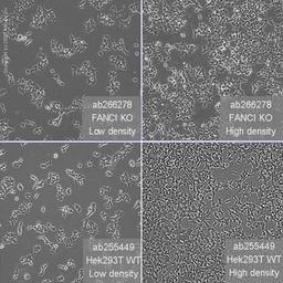 Human FANCI knockout HEK293T cell line - Abcam plc - Life Sciences