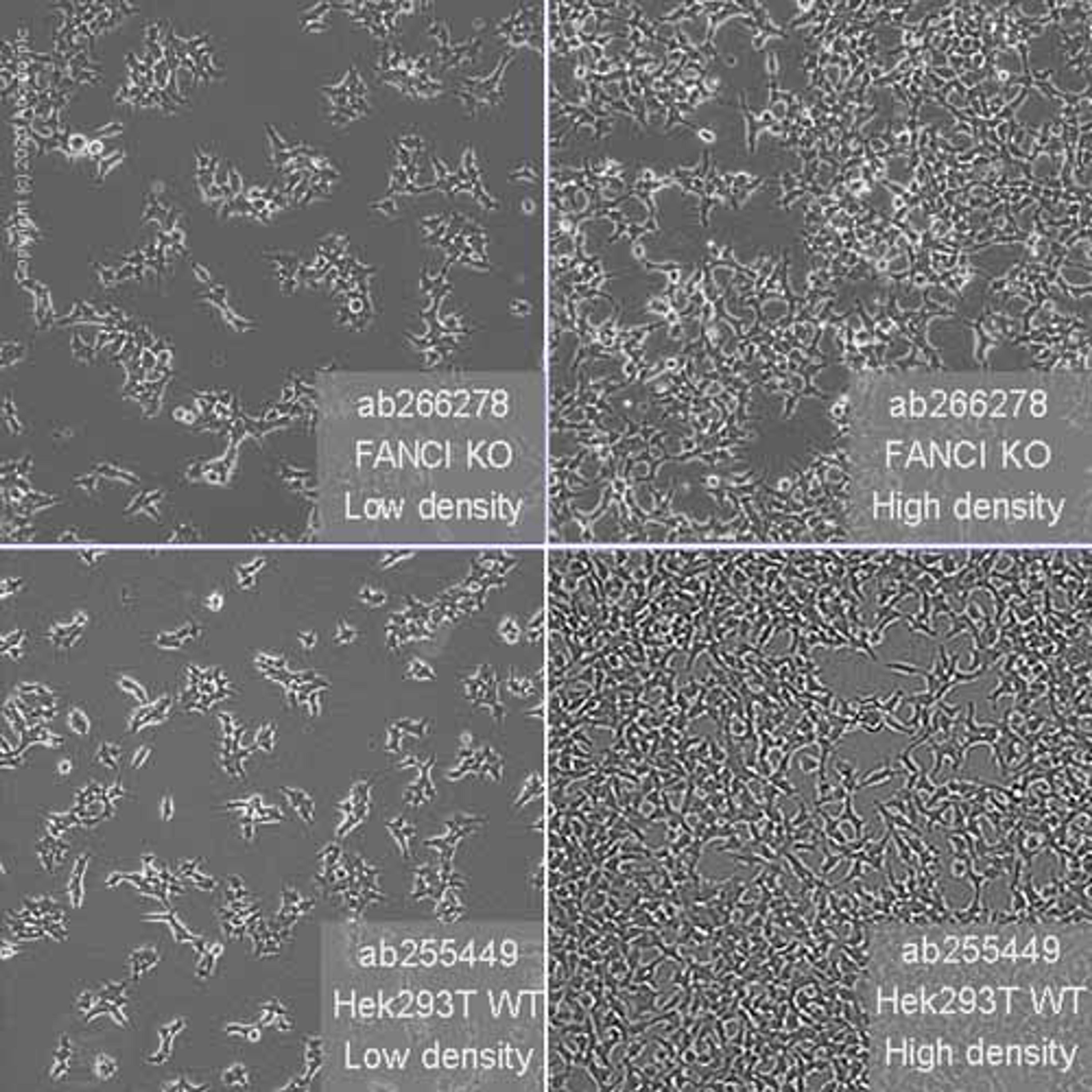 Human FANCI knockout HEK293T cell line - Abcam plc - Life Sciences
