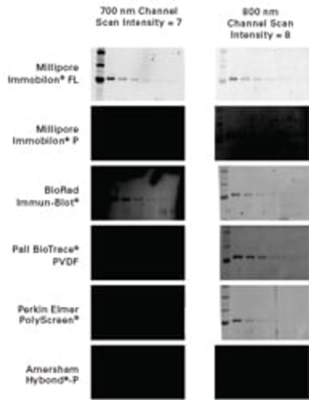 Western Blot Membranes and Membrane Kits - LICORbio - Life Sciences