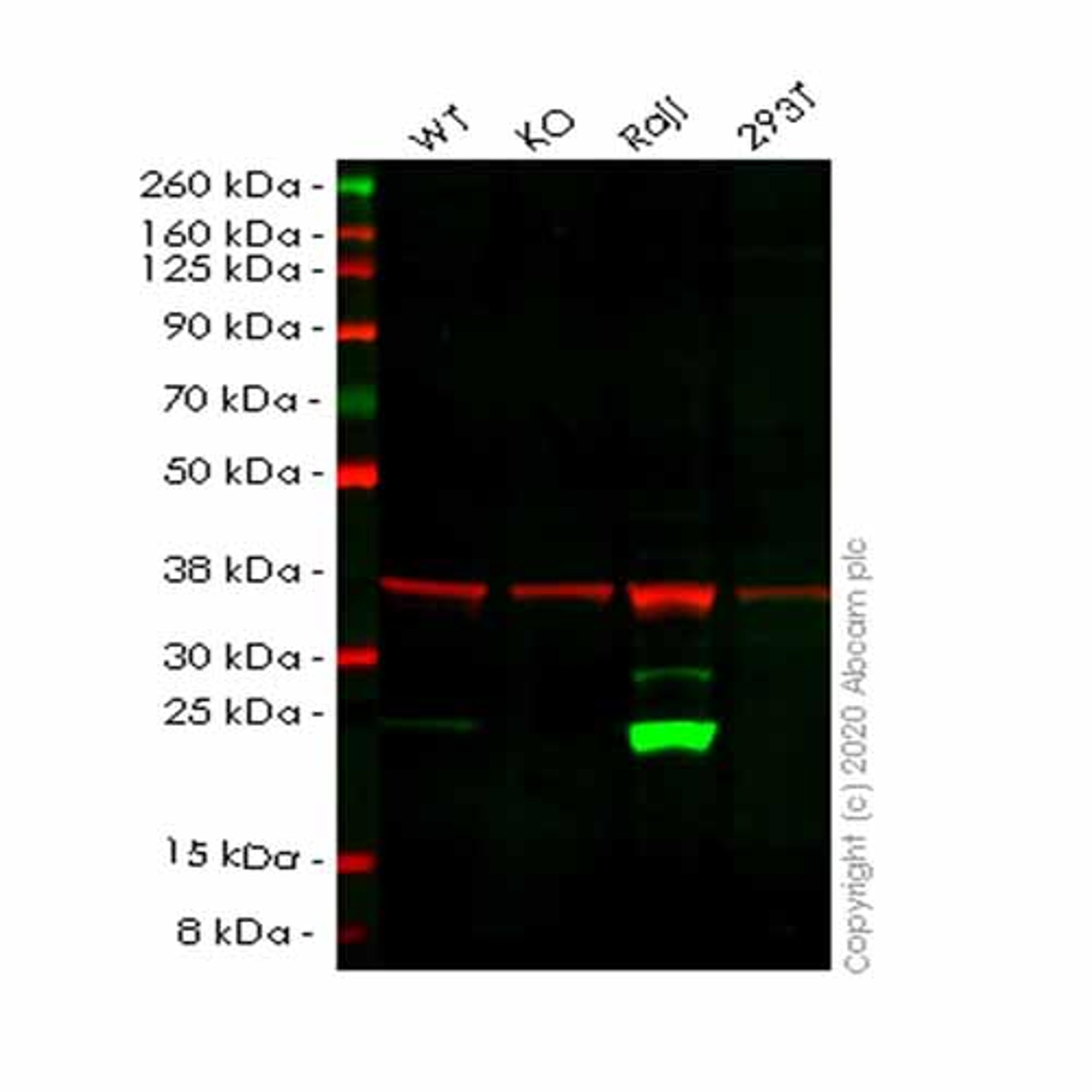 Human PSMB8 (Proteasome 20S LMP7) knockout A549 cell line - Abcam plc - Life Sciences