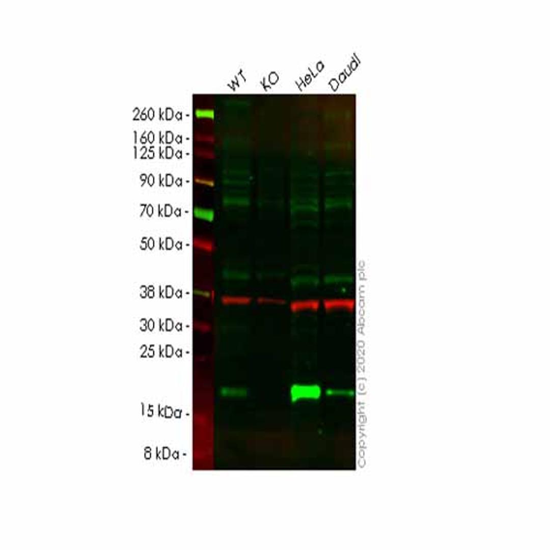 Human PDCD6 (ALG-2) knockout HEK293T cell line - Abcam plc - Life Sciences