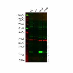 Human PDCD6 (ALG-2) knockout HEK293T cell line - Abcam plc - Life Sciences