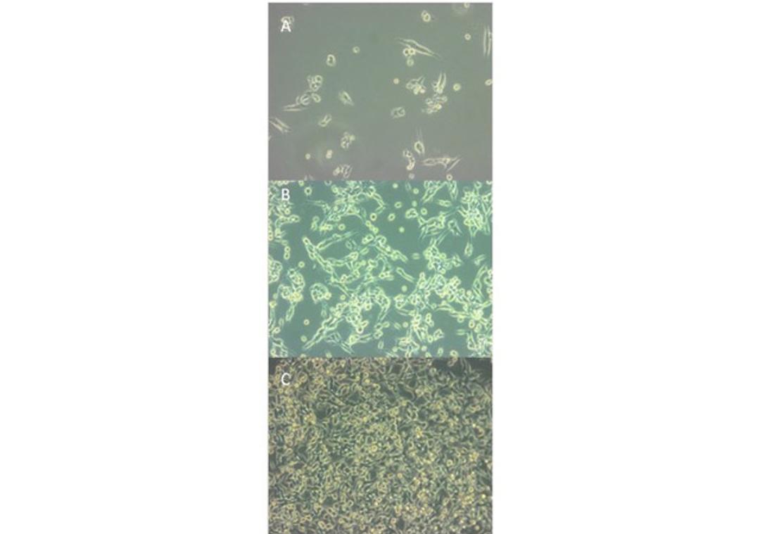 MB49 Murine Bladder Carcinoma Cell Line - Cancer Tools - Life Sciences