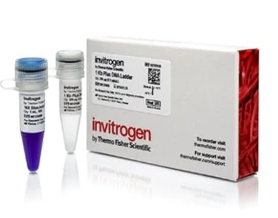 Invitrogen™ DNA ladders - Thermo Fisher Scientific - Life Sciences