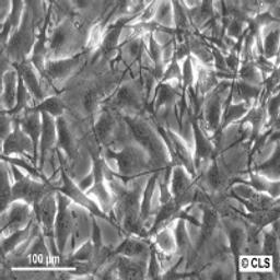 A172 - Cell Lines Service GmbH - Life Sciences